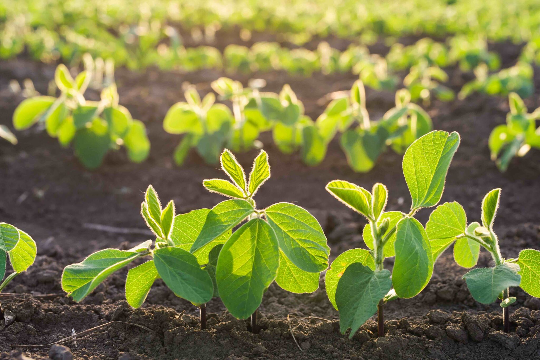 Brasil Volta A Ser O Maior Produtor De Soja No Mundo Pluminews