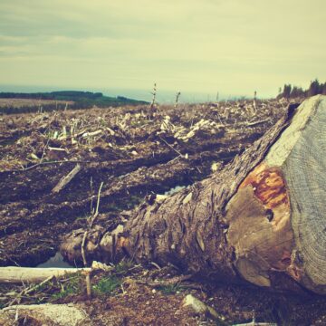 Noruega responde ministério do Meio Ambiente e cobra “vontade política”