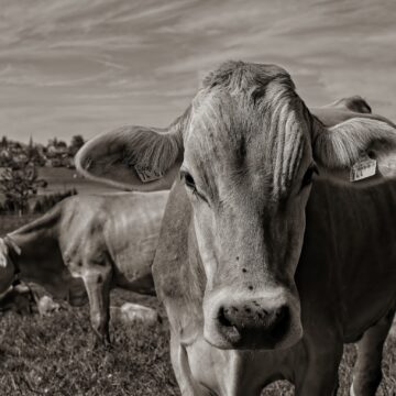 China acena para investimentos no agronegócio brasileiro