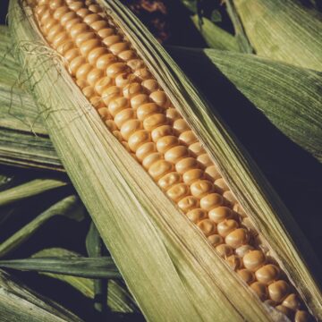 Valor Bruto da Produção Agropecuária de 2021 está estimado em R$ 1,1 trilhão