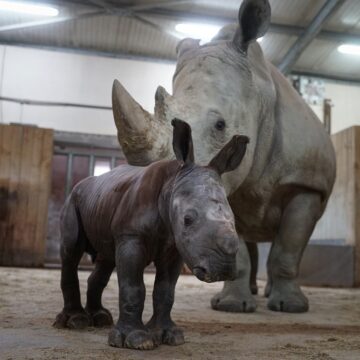 Bebê rinoceronte ameaçado de extinção nasce em zoológico na França