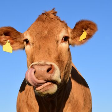 China libera entrada de carne bovina do Brasil