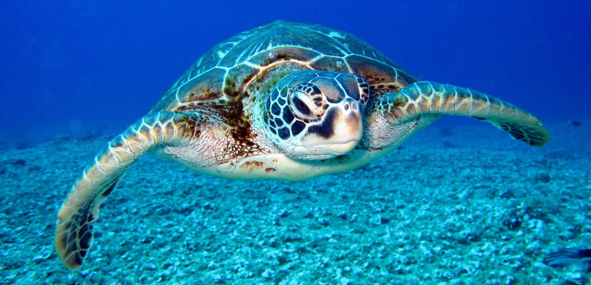 Um alívio para a natureza: o novo plástico tem biodegradação 90 vezes mais rápida