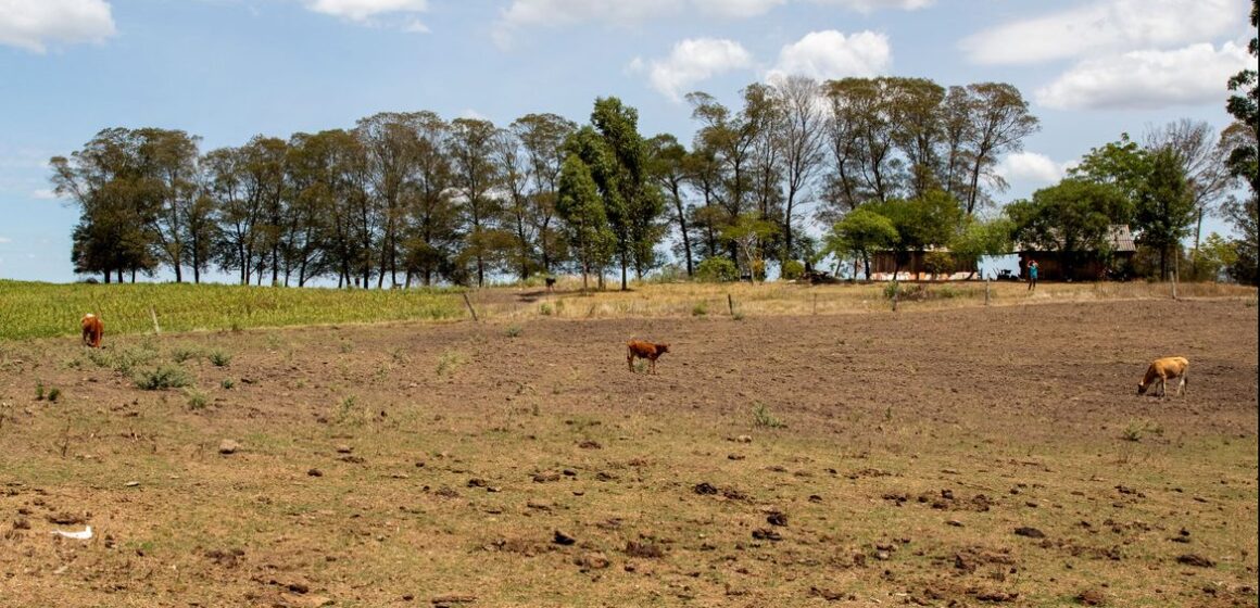 Geral Cidades gaúchas vão receber mais R$ 701 mil para combater seca