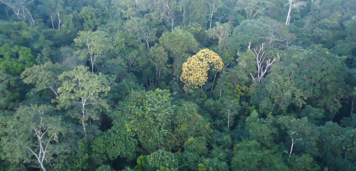 BNDES e MMA anunciam resultados do edital Restaura Amazônia no Dia Internacional da Biodiversidade