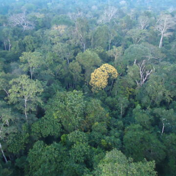 BNDES e MMA anunciam resultados do edital Restaura Amazônia no Dia Internacional da Biodiversidade