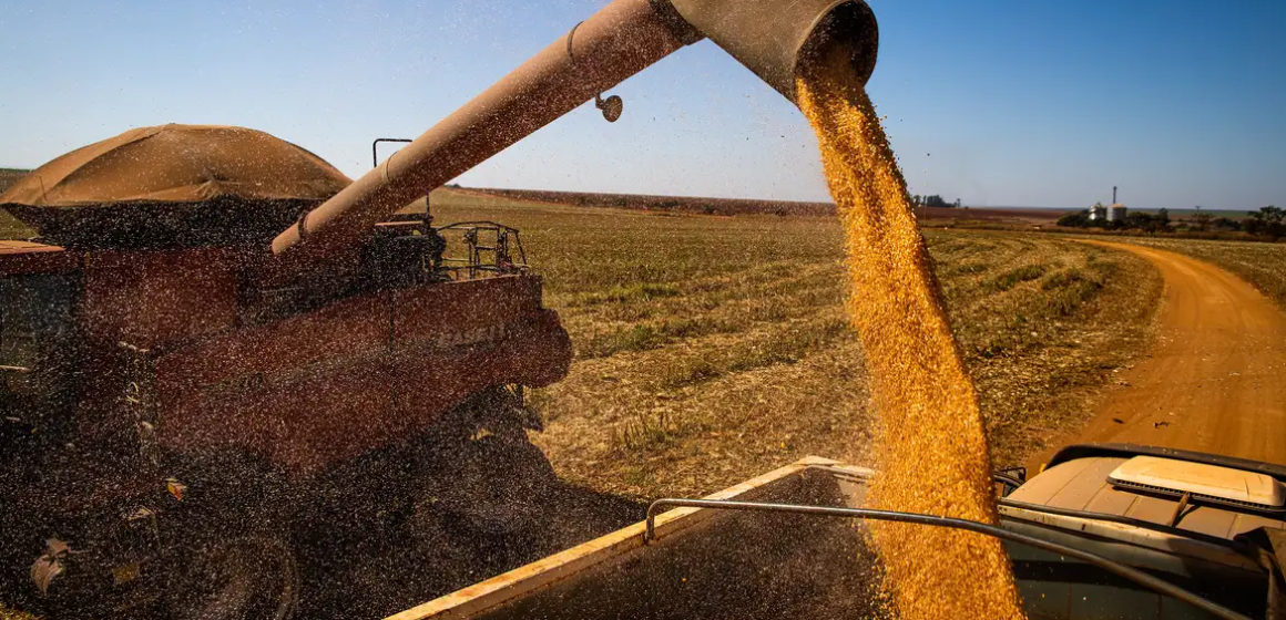 Clima afeta produção de grãos, mas segunda safra de milho e algodão surpreende