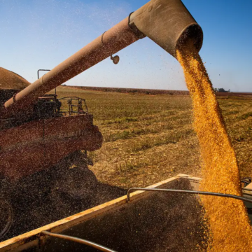 Clima afeta produção de grãos, mas segunda safra de milho e algodão surpreende