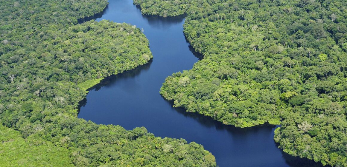 Reflorestamento da Amazônia ganha impulso com títulos verdes do Bird