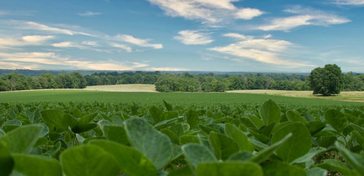 Exportações do agro brasileiro crescem 8,8% e alcançam recorde em julho