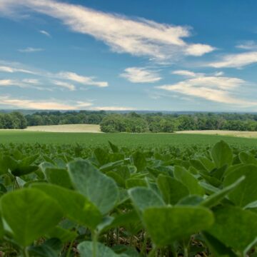 Exportações do agro brasileiro crescem 8,8% e alcançam recorde em julho