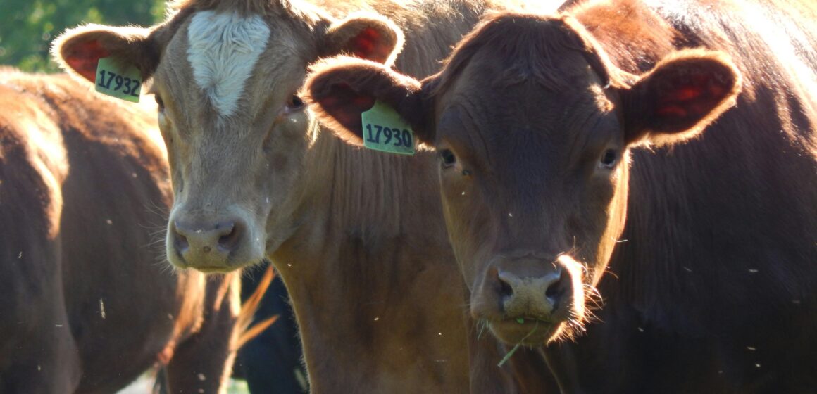 Colina sedia maior evento de pecuária da América Latina: Beef Day 2024