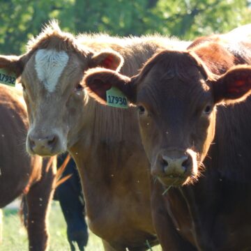 Colina sedia maior evento de pecuária da América Latina: Beef Day 2024