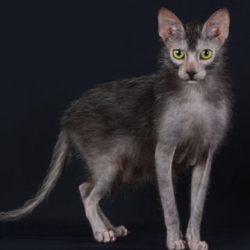 4 características do gato exótico da raça lykoi