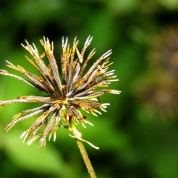 7 benefícios da planta medicinal picão e como utilizá-la