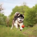 4 características do cachorro da raça malamute do Alasca