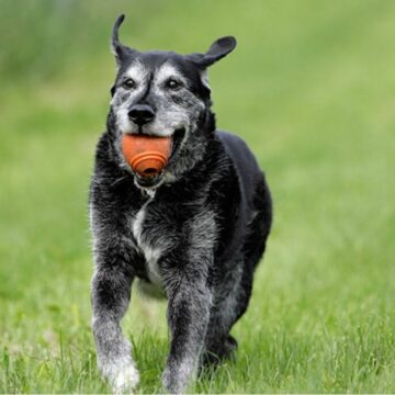 8 brincadeiras seguras para cachorros idosos