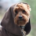 12 nomes de personagens de Star Wars para cachorro