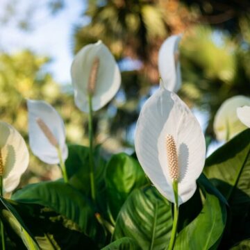 7 plantas para ter em apartamento