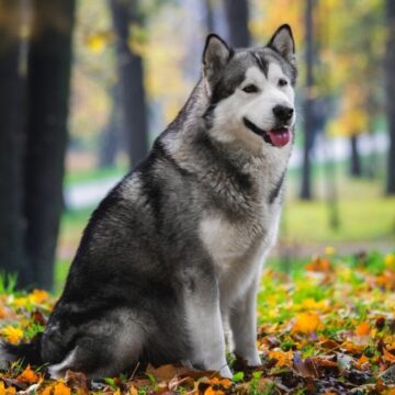 9 diferenças entre as raças husky siberiano e malamute do Alasca