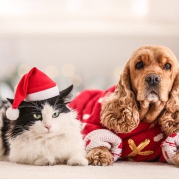 8 presentes de Natal criativos para os animais 