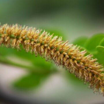 5 benefícios da planta barbatimão para a saúde e como usá-la