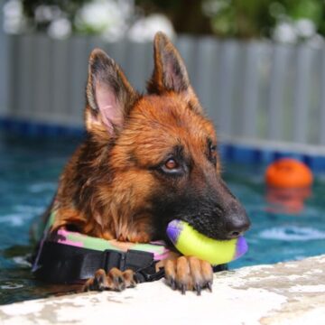 8 dicas para escolher o hotel para deixar o cachorro nas férias