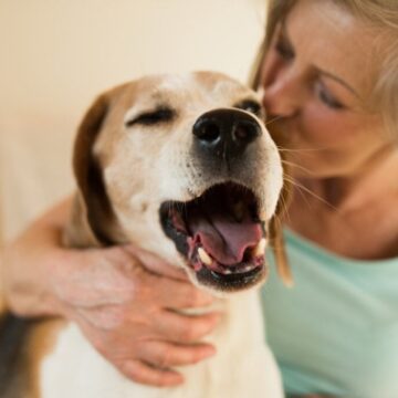 Veja como ensinar o cachorro a fazer xixi no lugar certo