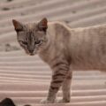 4 características do gato da raça mist australiano