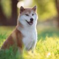 8 diferenças entre as raças akita e shiba inu 