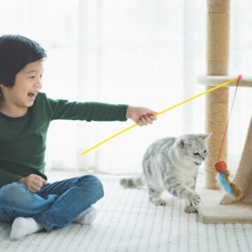 Veja como identificar e reduzir o estresse nos gatos