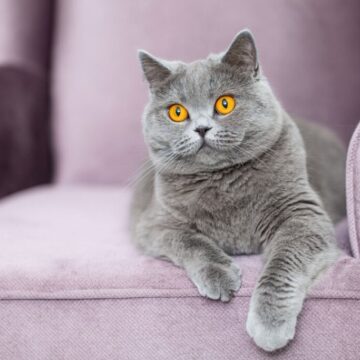 7 diferenças entre as raças british shorthair e chartreux 
