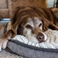 8 doenças que humanos, gatos e cachorros têm em comum