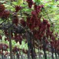 Doçura das uvas garante mais renda ao produtor