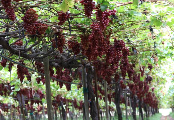 Doçura das uvas garante mais renda ao produtor